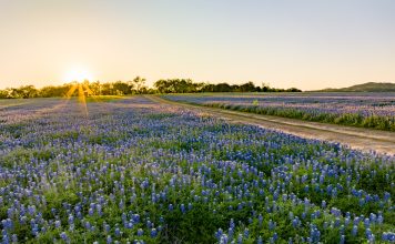Bluebonnet Watch 2026: Best Bluebonnet Photo Spots in Austin & Surrounding Areas